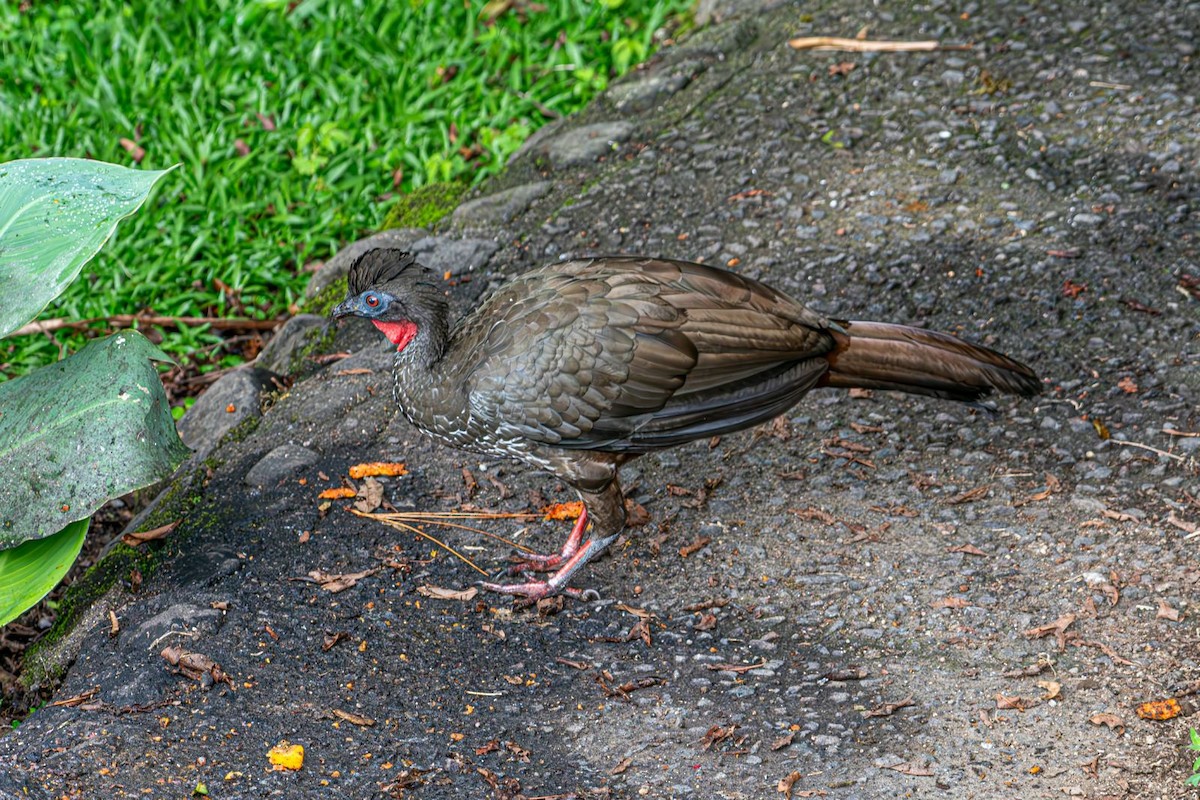 Crested Guan - ML643644901