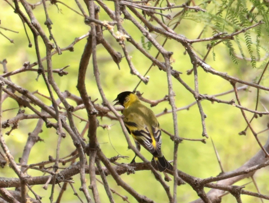 Hooded Siskin - ML643644925
