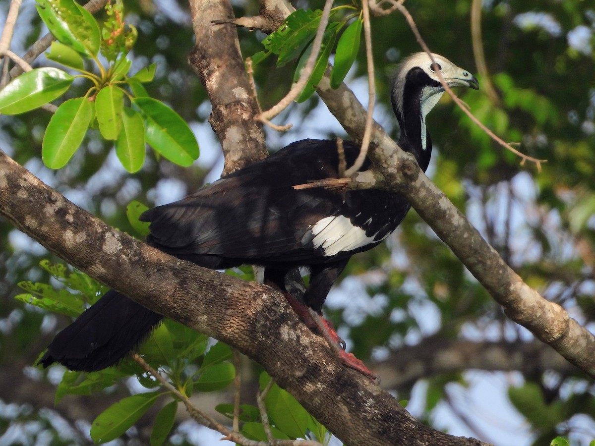 blåstrupehokko - ML643645002