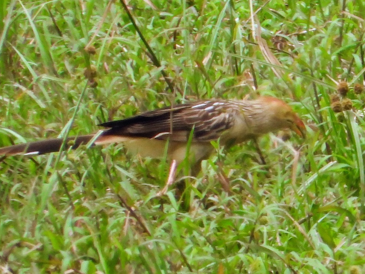 Guira Cuckoo - ML643645010