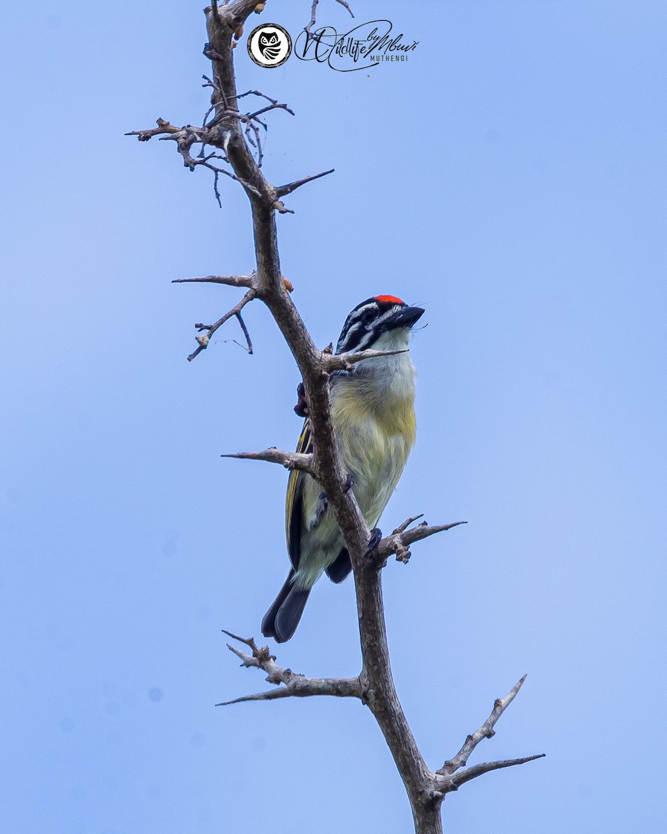 Northern Red-fronted Tinkerbird - ML643645012
