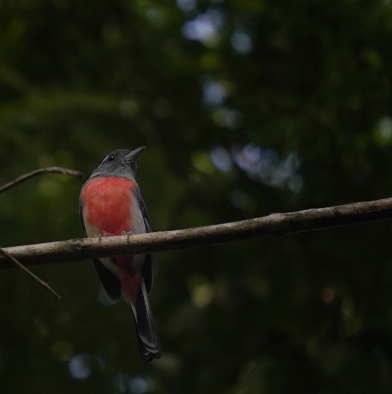 Gray-throated Chat - ML643645031