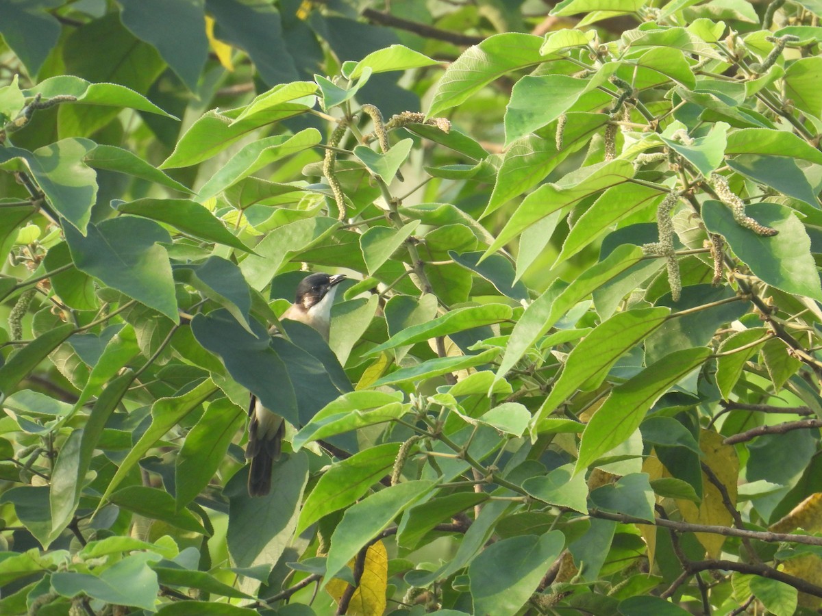 Light-vented Bulbul (hainanus) - ML643645040