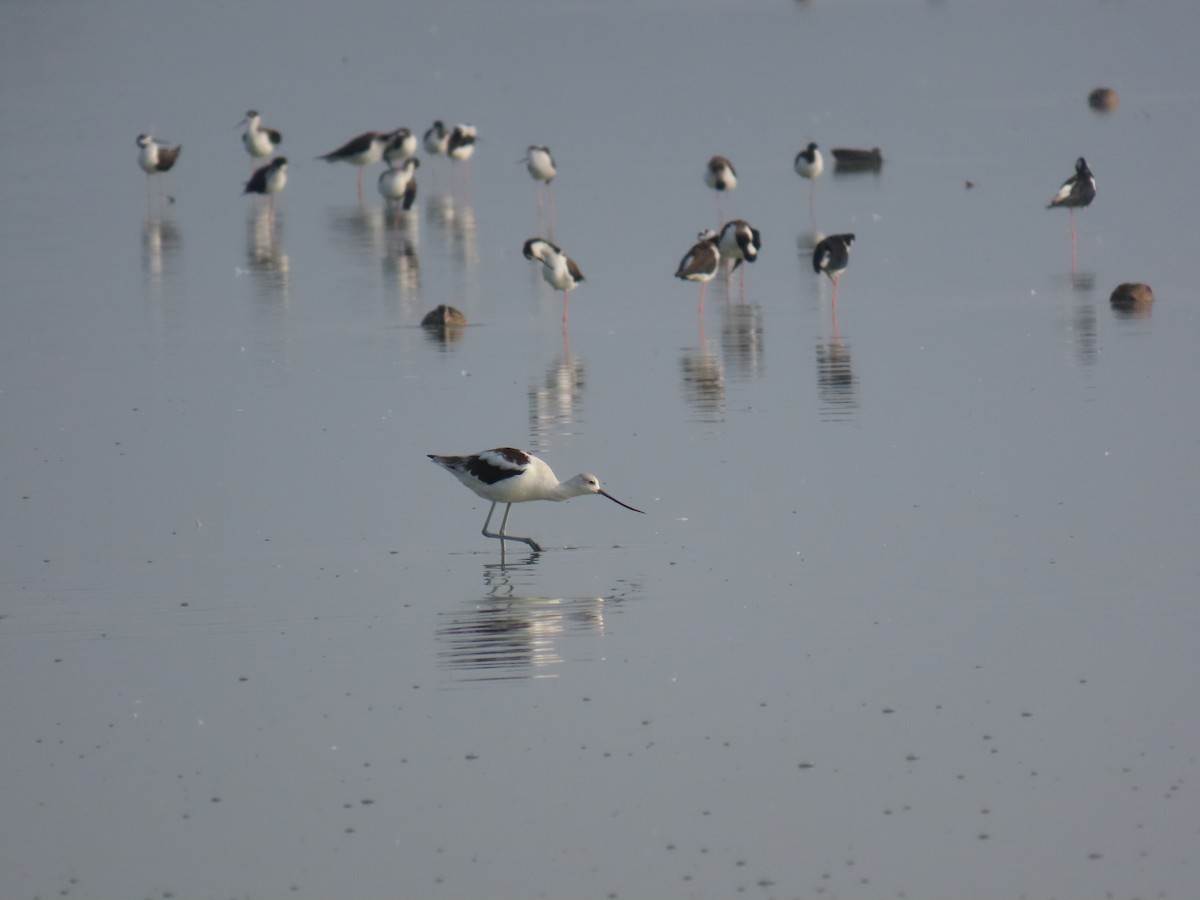 American Avocet - ML643645078