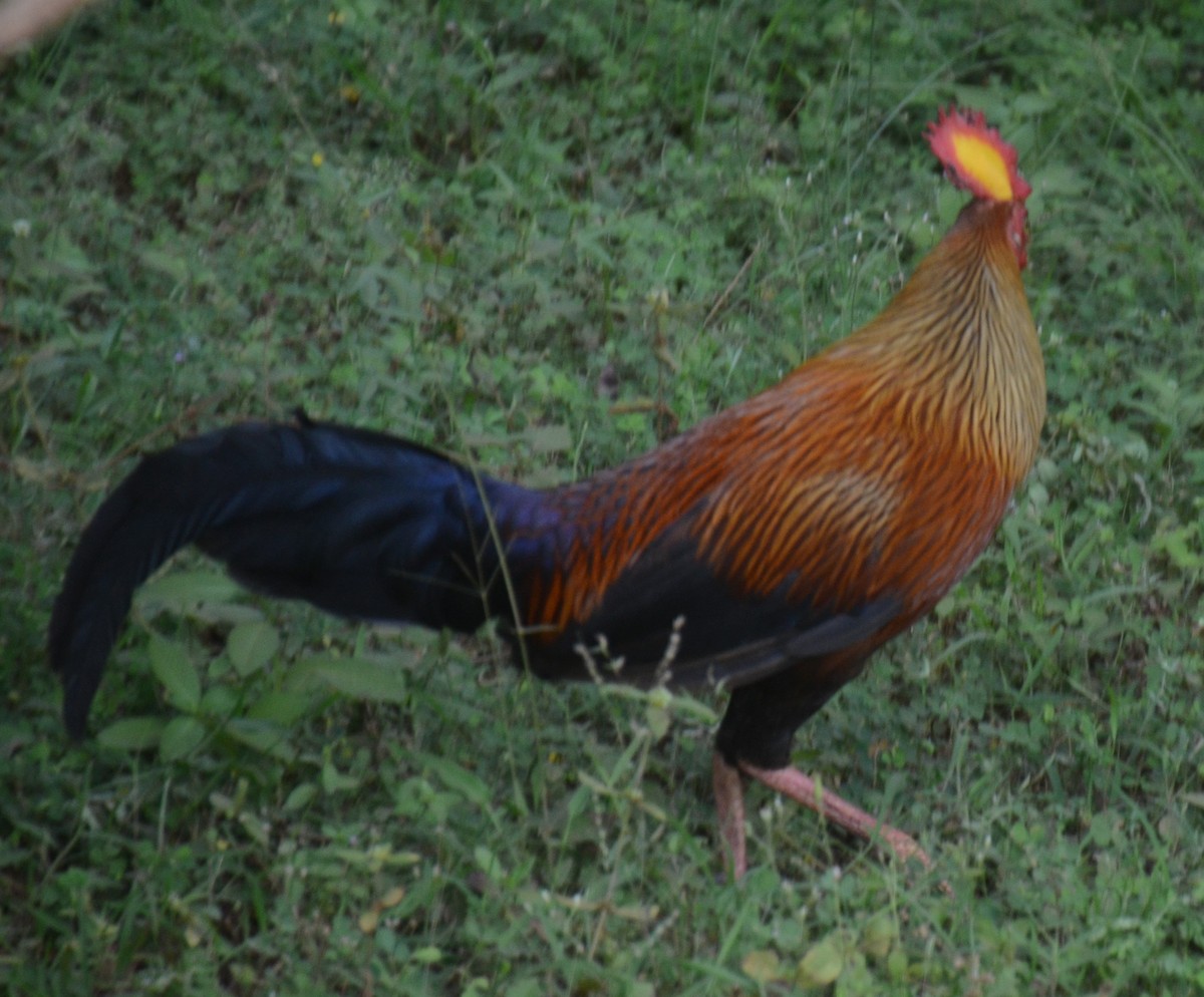 Sri Lanka Junglefowl - ML643645079