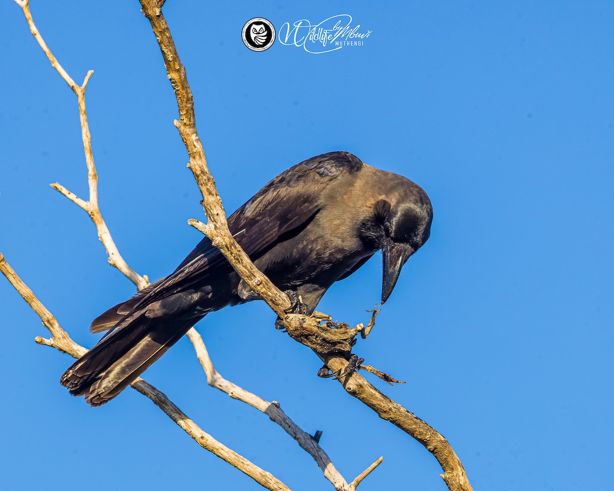 House Crow - ML643645089