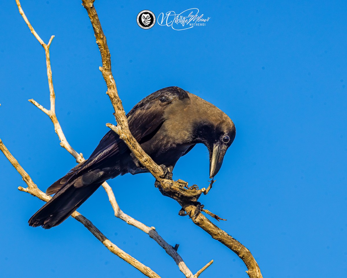 House Crow - ML643645092