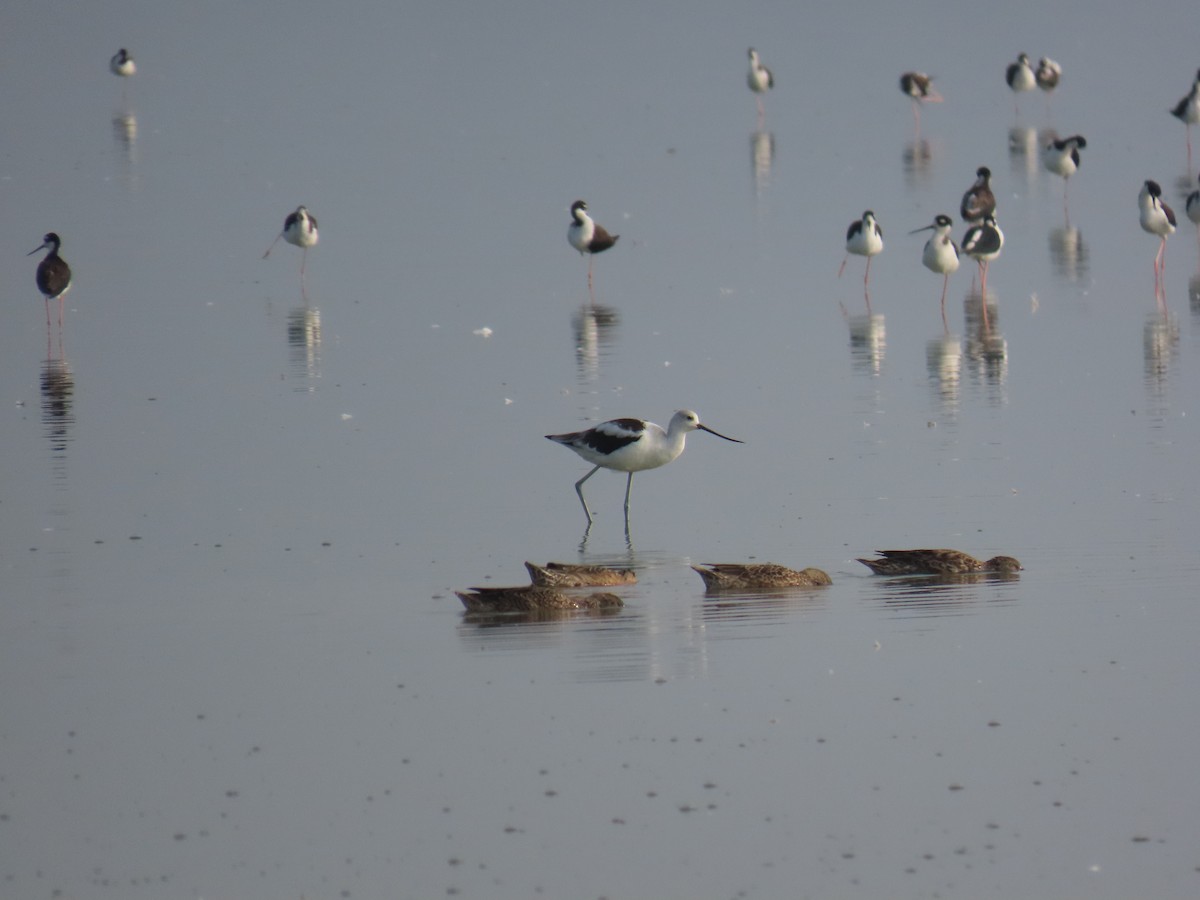 American Avocet - ML643645093