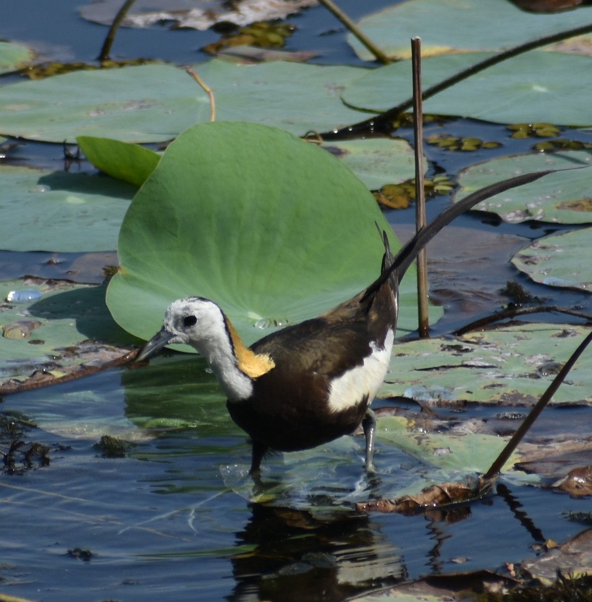 Pheasant-tailed Jacana - ML643645096