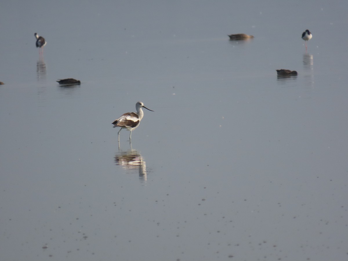 American Avocet - ML643645103