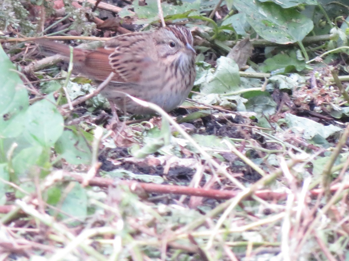 Lincoln's Sparrow - ML643645142