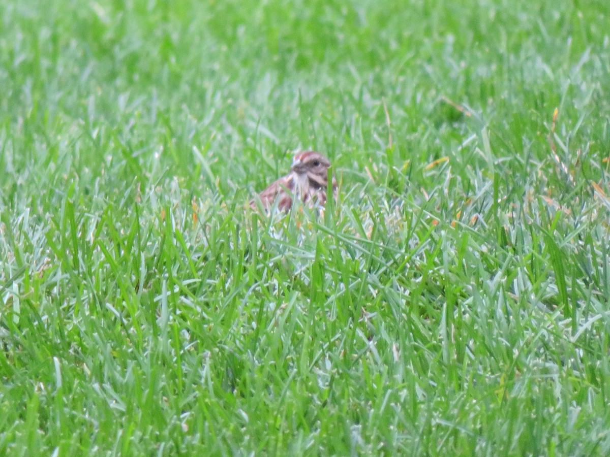 Song Sparrow - ML643645143