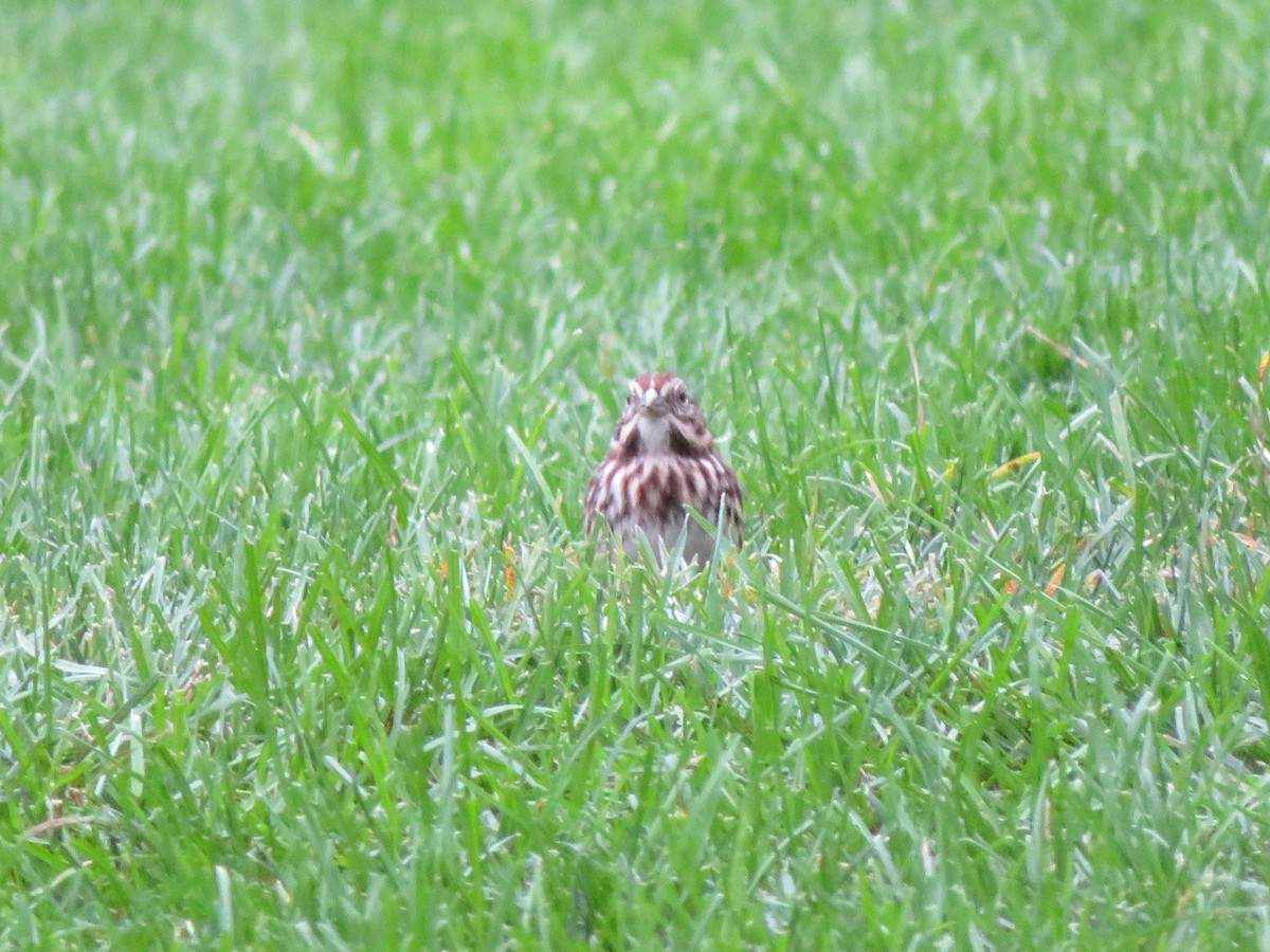 Song Sparrow - ML643645144