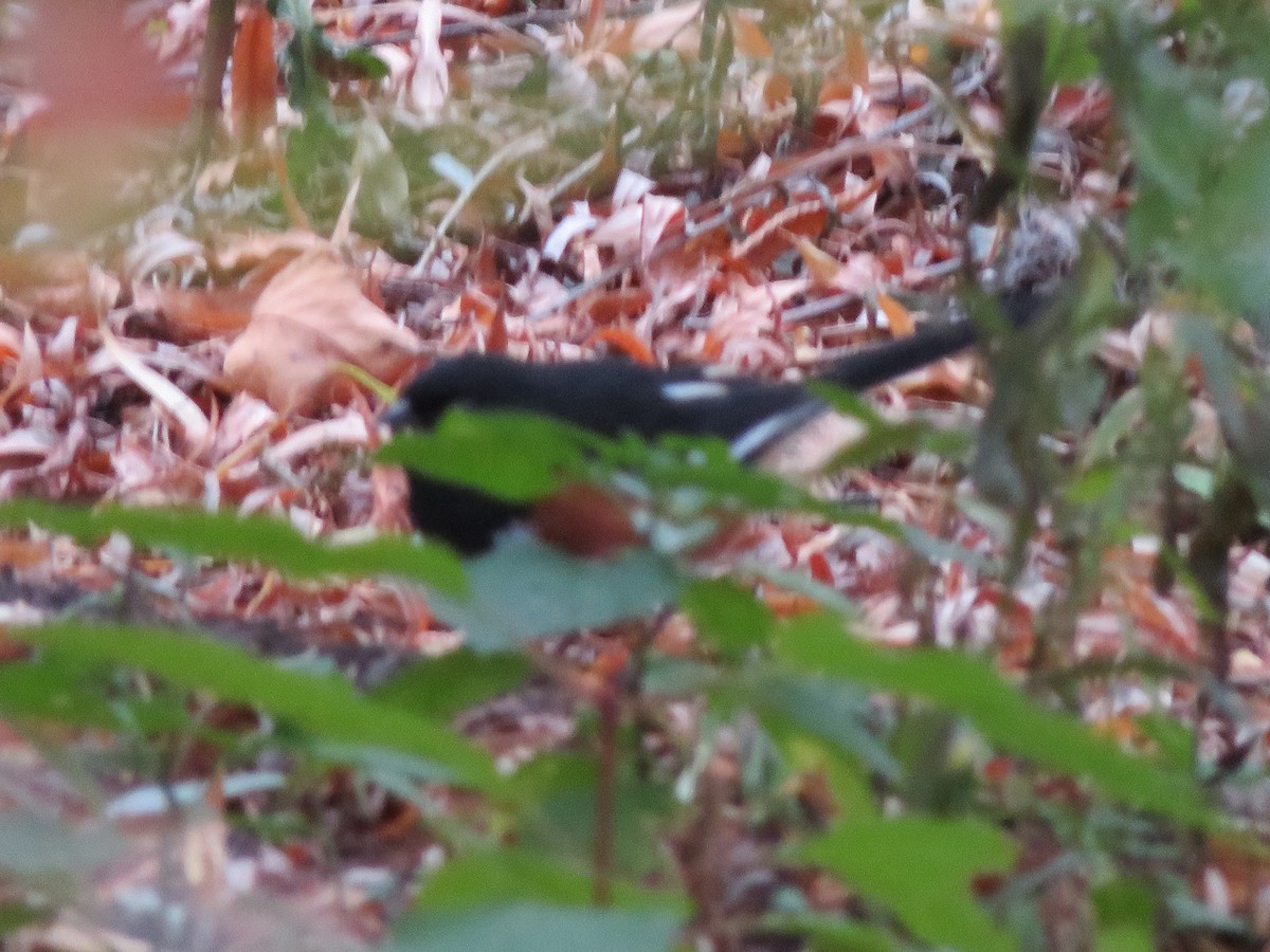 Eastern Towhee - ML643645161