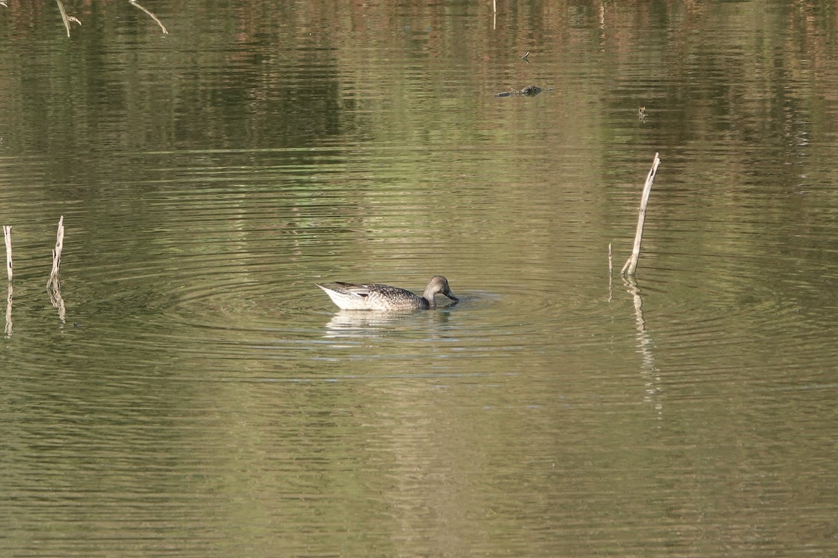 Spießente - ML643645170