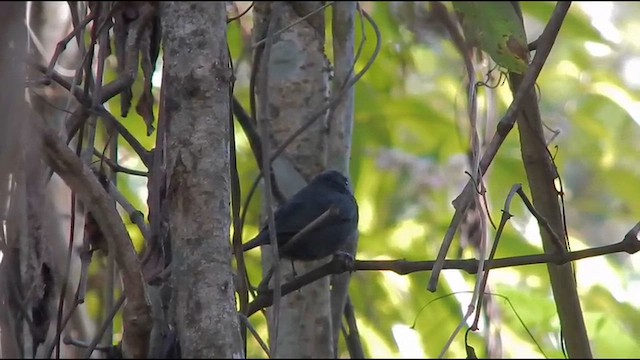 Sooty Grassquit - ML643645171