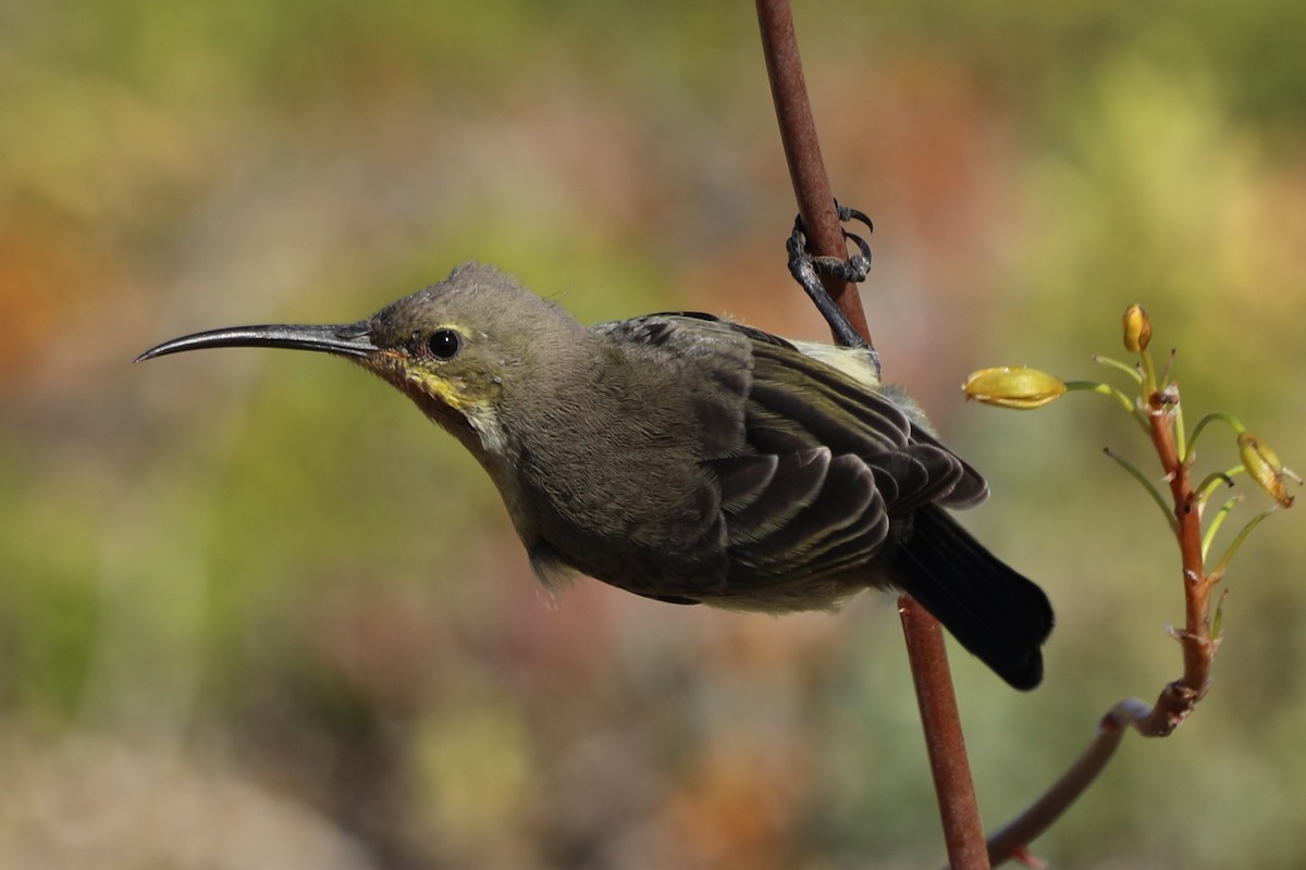 Malachite Sunbird - ML643645174