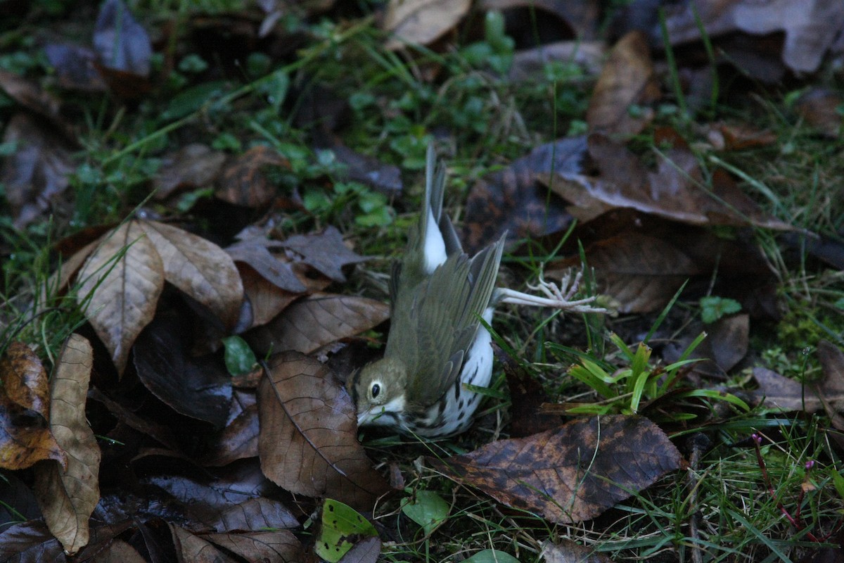 Ovenbird - ML643645177