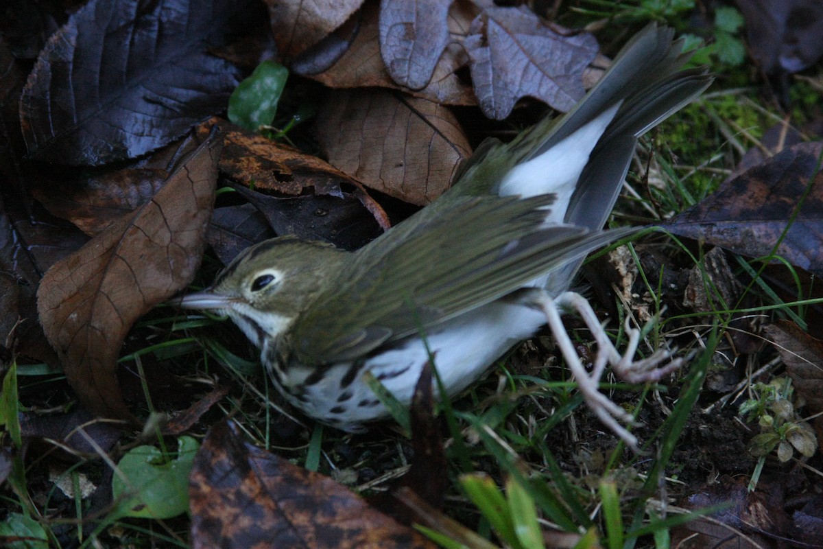 Ovenbird - ML643645178