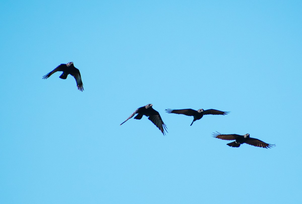 American Crow - ML643645179