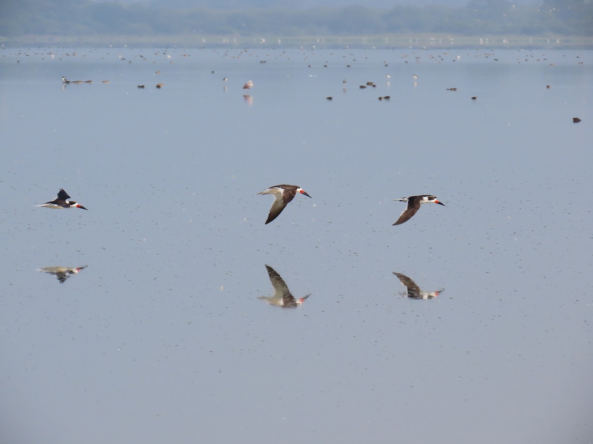 Black Skimmer - ML643645194