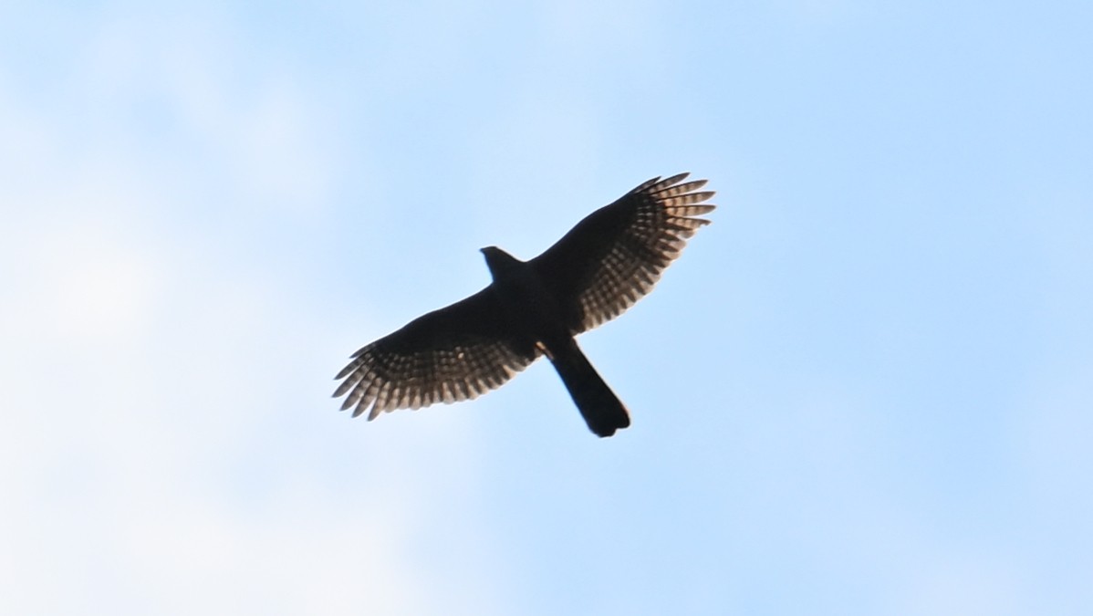 Bicolored Hawk - ML643645212