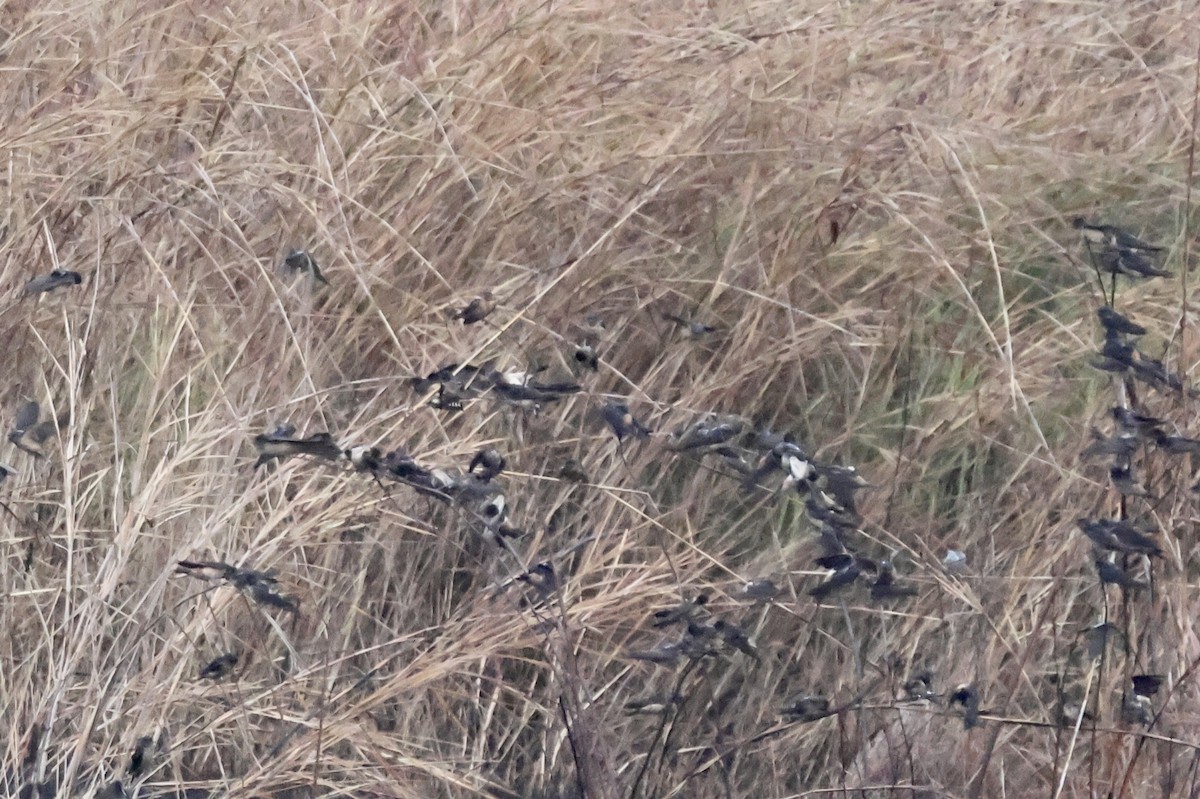 Ясківка червоногорла - ML643645216