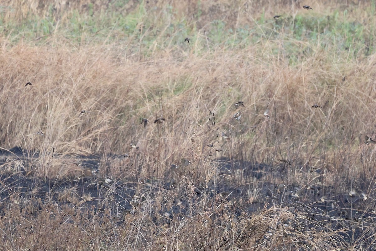 Ясківка червоногорла - ML643645219