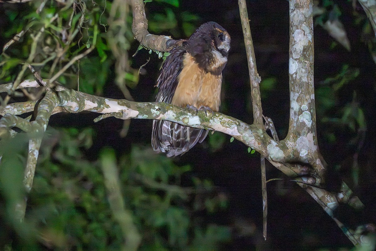 キマユメガネフクロウ - ML643645221