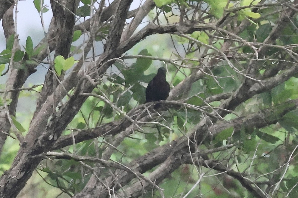 Black Cuckoo - ML643645226