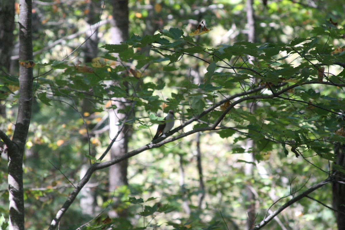 Yellow-billed Cuckoo - ML643645238