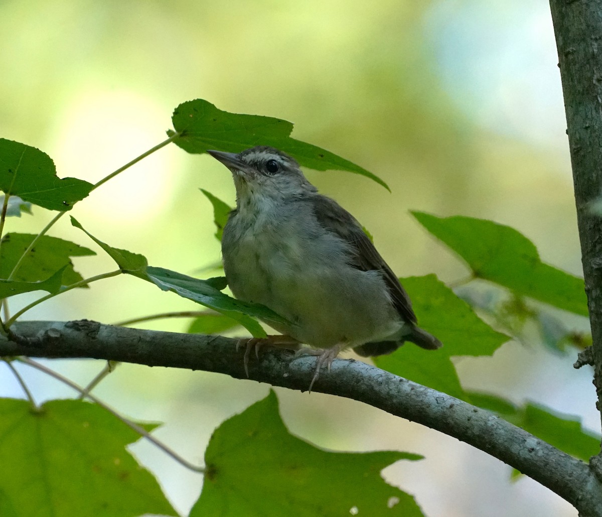 Swainson's Warbler - ML643645240
