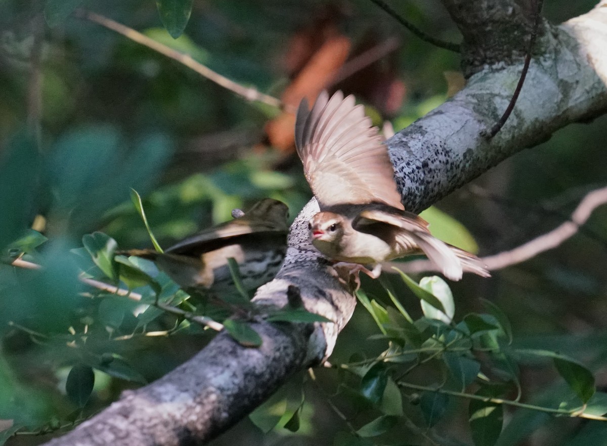Swainson's Warbler - ML643645241