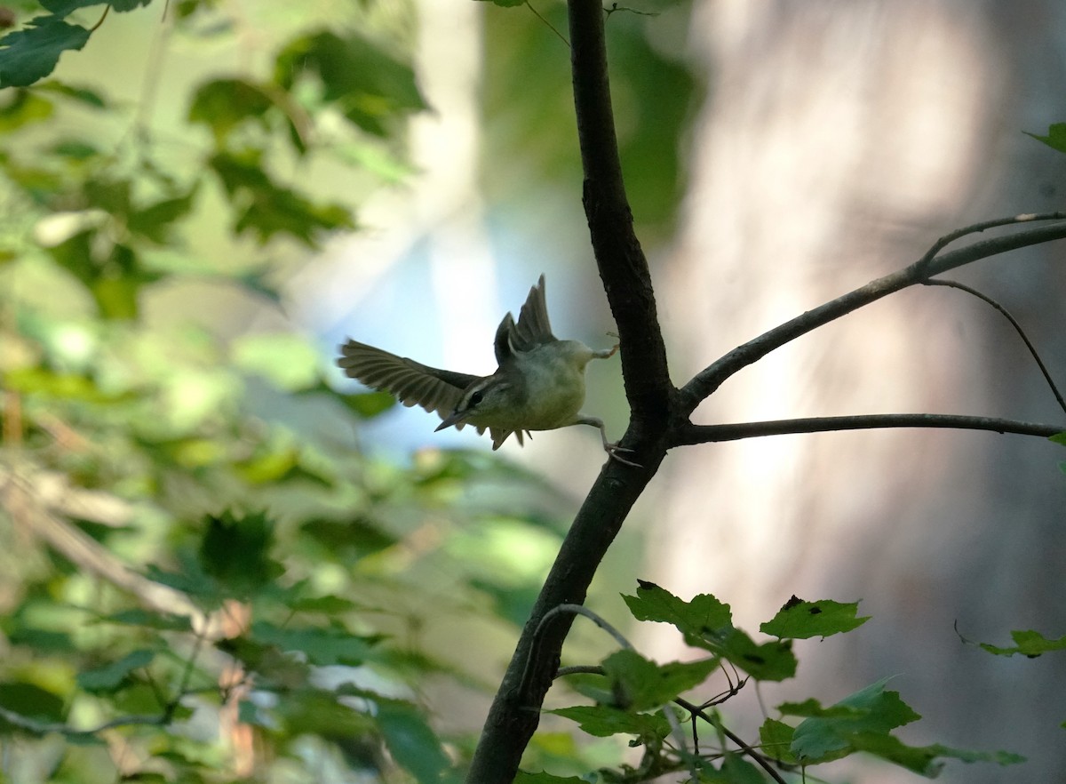 Swainson's Warbler - ML643645242