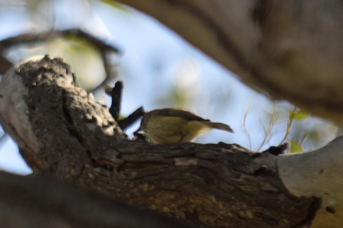 Striated Thornbill - ML643645270