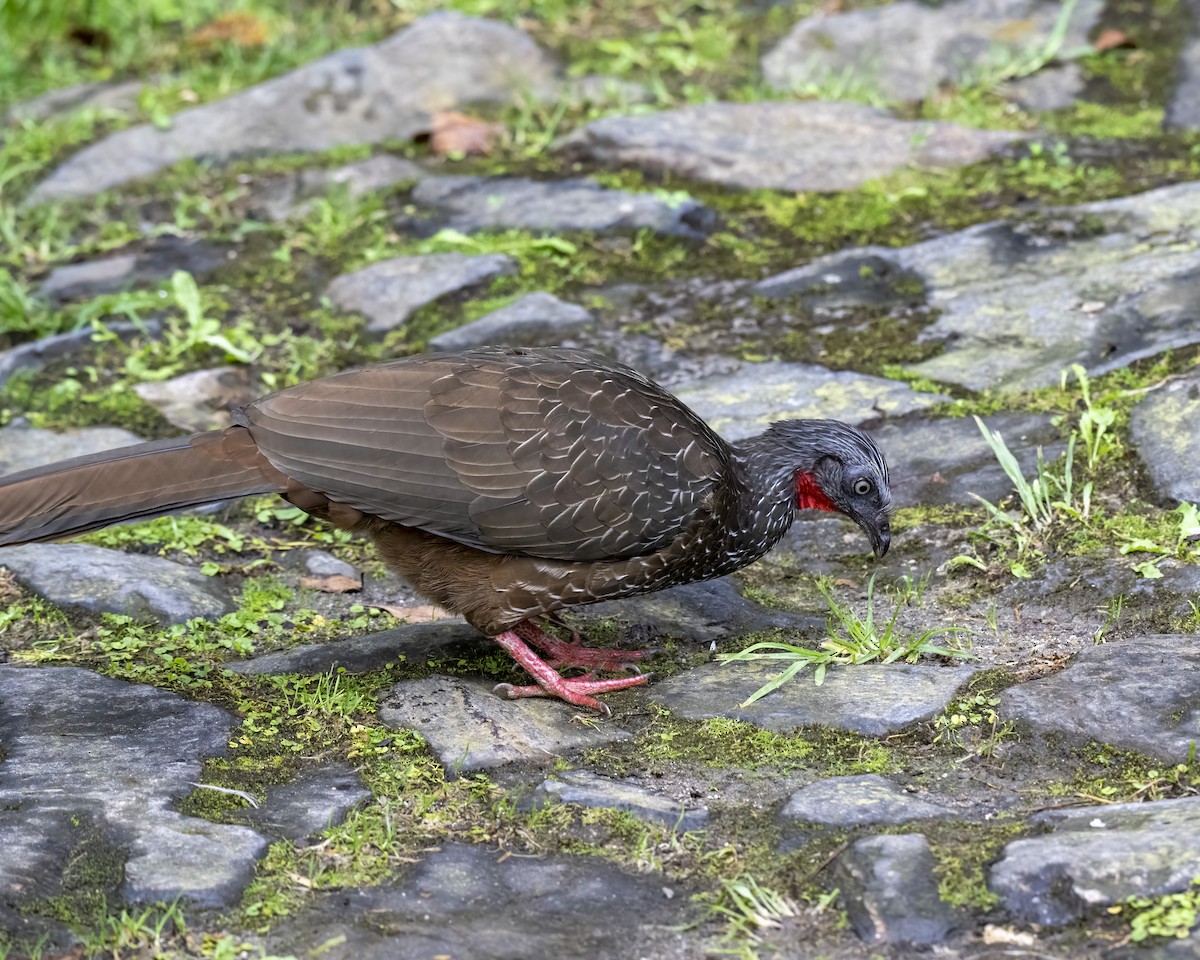 Band-tailed Guan - ML643645278