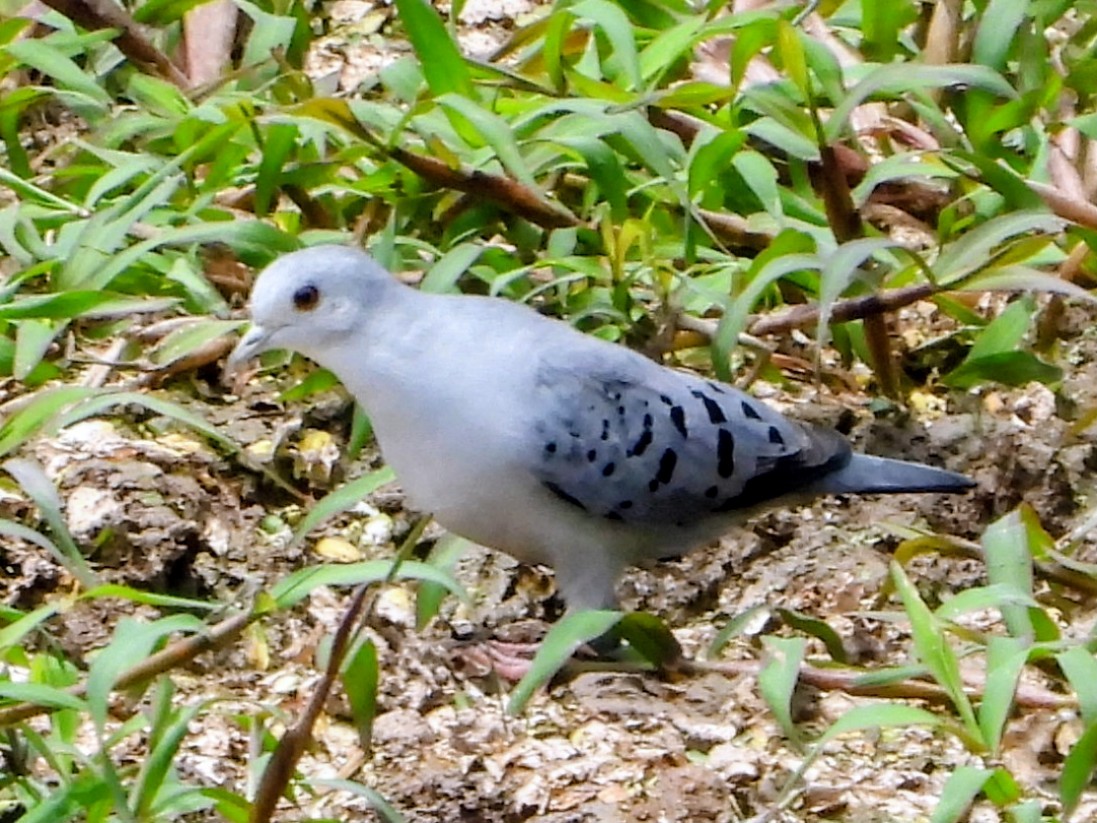 Blue Ground Dove - ML643645282