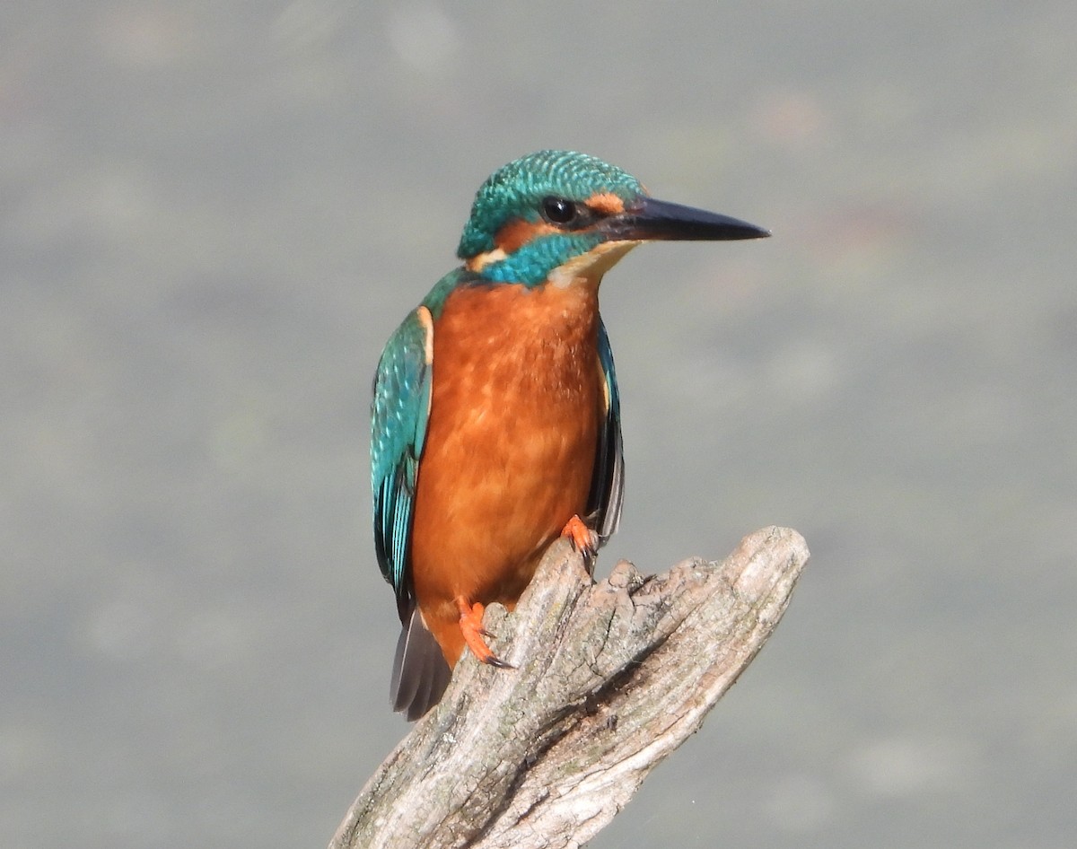 Common Kingfisher - ML643645302