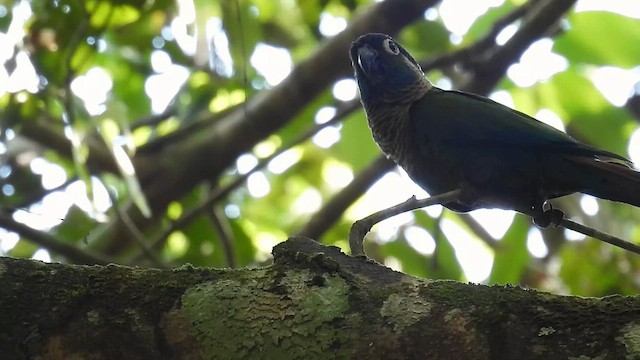 pyrura perleťový (ssp. anerythra) - ML643645306