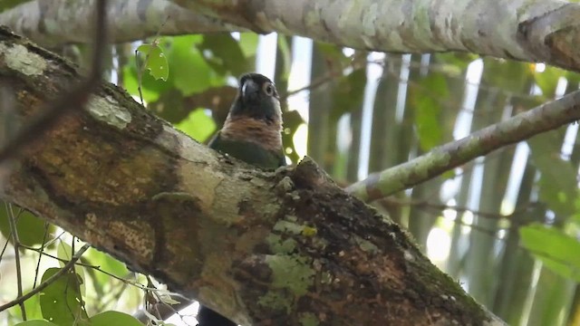 pyrura perleťový (ssp. anerythra) - ML643645308