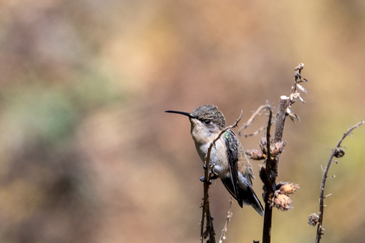 Colibri de Fanny - ML643645316