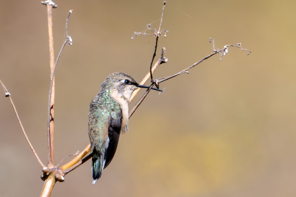 Colibri de Fanny - ML643645317