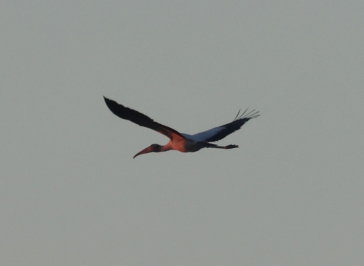 Wood Stork - ML643645319