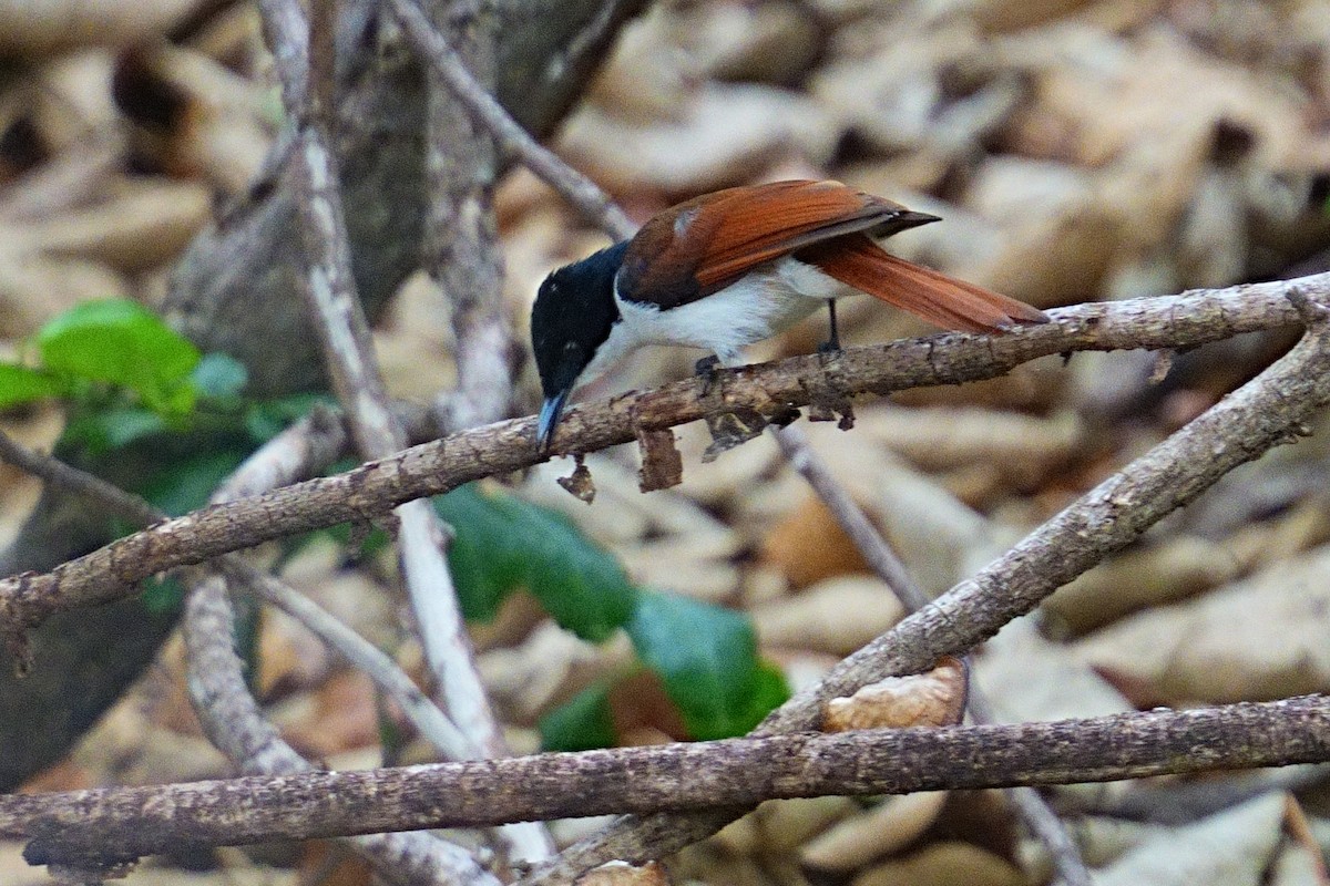 Shining Flycatcher - ML643645320