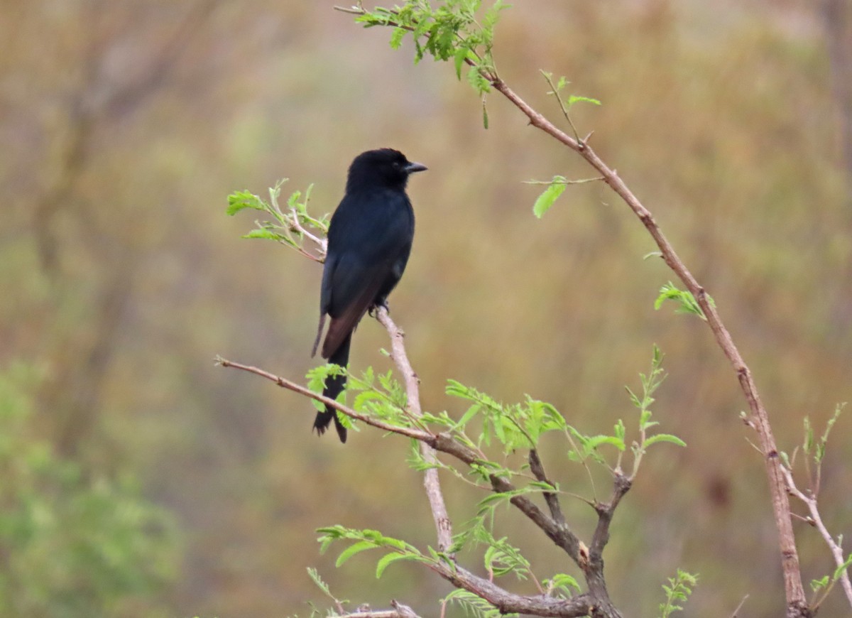 drongo africký - ML643645322