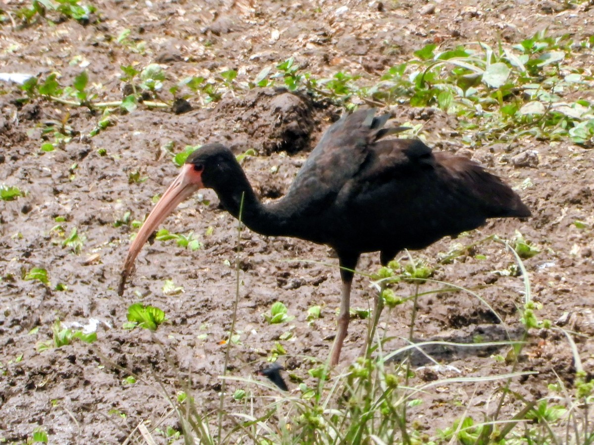 rødmaskeibis - ML643645339
