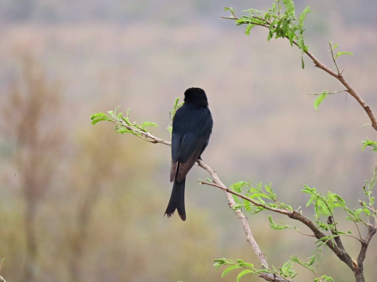 drongo africký - ML643645355