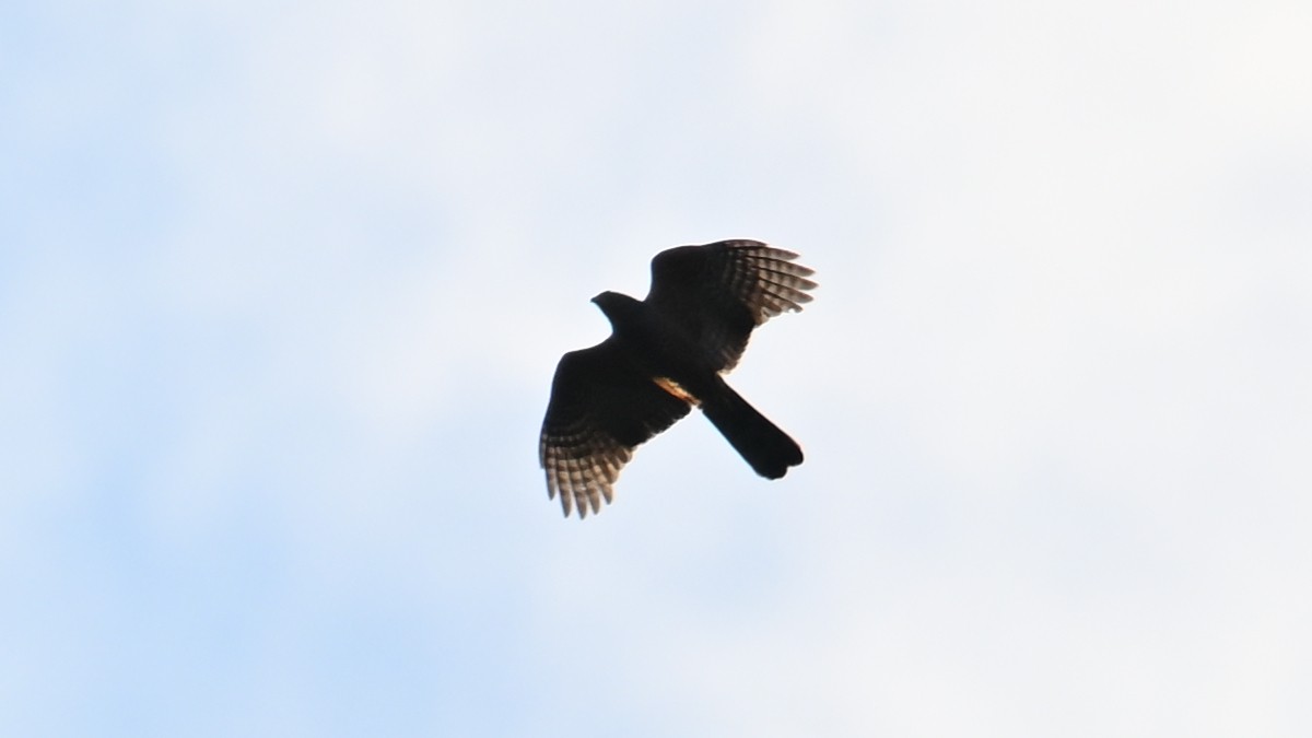 Bicolored Hawk - ML643645363