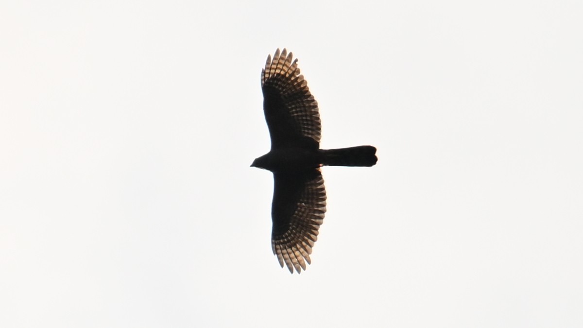 Bicolored Hawk - ML643645364