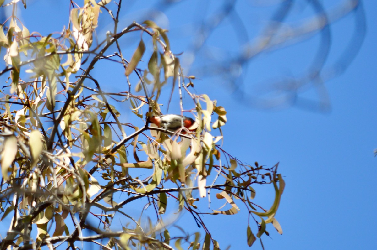 Picaflores Golondrina - ML643645388
